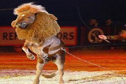 اسبی که شیر شد! + عکس
