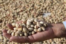 استفاده از پوست پسته در ترکیه برای گرم کردن ساختمان های یک شهر