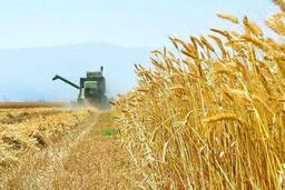 کاهش 8 درصدی تولید گنرم شهرستان ری