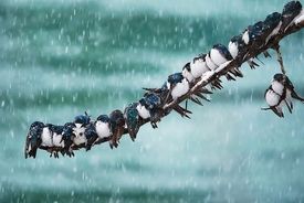 ورود سامانه بارشی به کشور/بارش برف پاییزی در برخی استان‌ها 