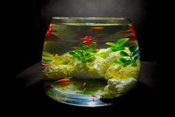 آموزش کاشت سبزه در تنگ ماهی به روشی ساده