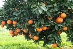 مقایسه تحلیلی تاثیر بحران سرمازدگی سال های ۸۶ و ۹۲ بر تولید مرکبات استان های شمالی