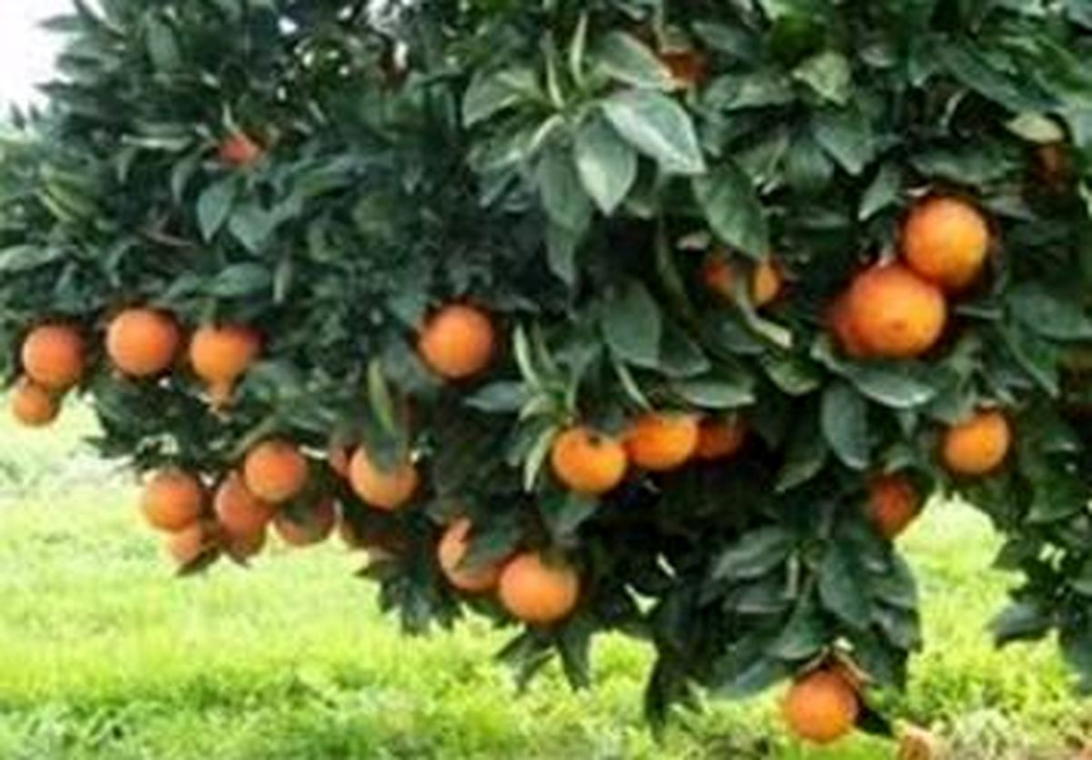 مقایسه تحلیلی تاثیر بحران سرمازدگی سال های ۸۶ و ۹۲ بر تولید مرکبات استان های شمالی