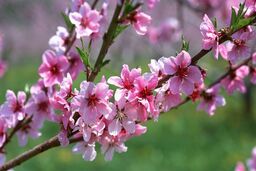 سالی که نکوست از کجایش پیداست / طنزنوشت