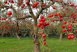 افزایش ۴۰ درصدی تولید میوه کشور با مدیریت صحیح برداشت و توزیع
