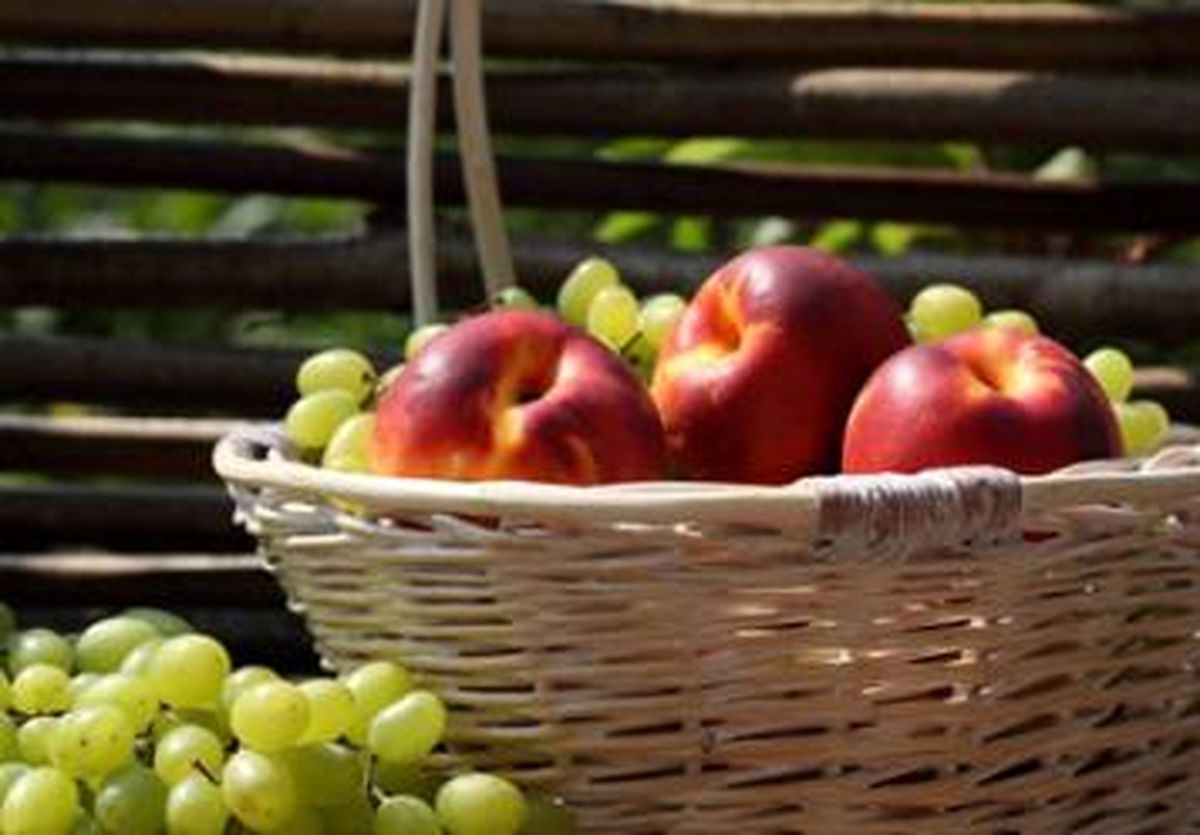 ایجاد نهضت صنعتی مهم ترین رویکرد برای ارتقای امنیت غذا در جامعه است