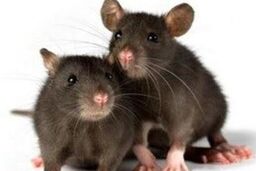 کاهش ۷۰ درصدی موش های پایتخت در نیمه نخست سال ۹۳