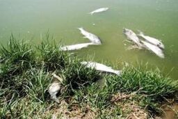 مسئول مرگ ۲میلیون ماهی در سدفشافویه شرکت آب و فاضلاب است