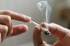 مخدر گل با ۱۰ برابر ماده موثر به بلای جان جوانان تبدیل شده‌ است