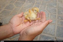 تولد جوجه چهار پا در سمنان + عکس