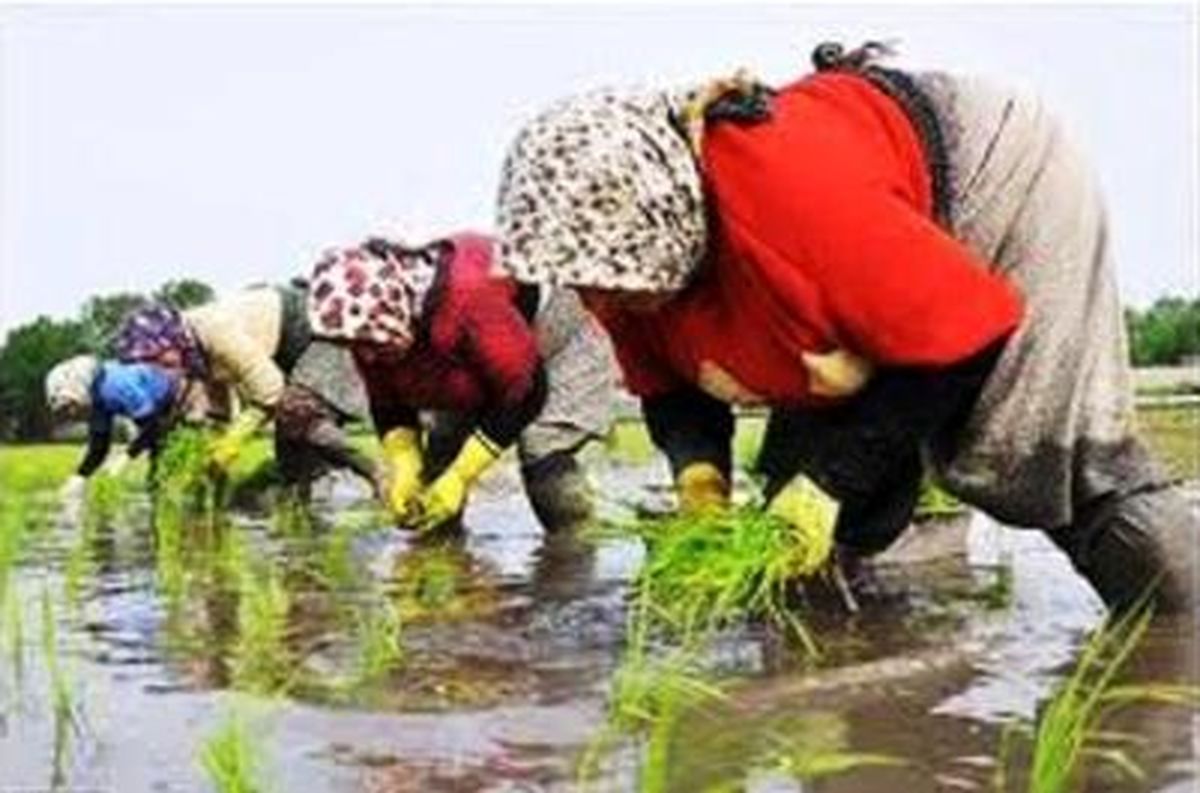 کشاورزی موثرترین بخش اقتصاد مقاومتی است