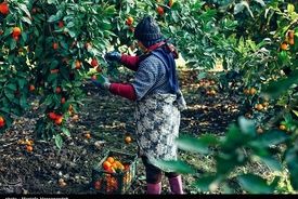 تهدید جدی مگس مدیترانه برای مرکبات باغات شمال