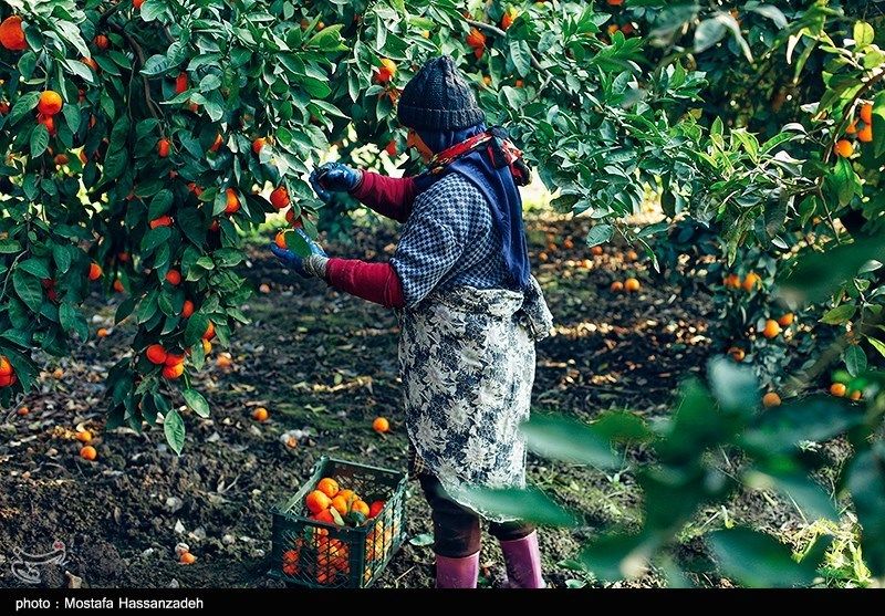 تهدید جدی مگس مدیترانه برای مرکبات باغات شمال
