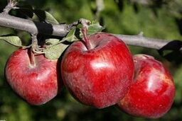 سیب قرمز نامرغوب گران تر از مرغوب