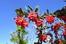 شربتی از زرشک برای رفع مشکلات کبدی