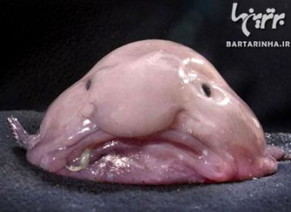 زشت ترین حیوانات دنیا انتخاب شدند + عکس