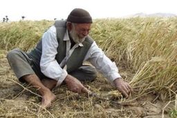 سلیمان زاده: سیاست گذاران سال ها از «کشاورزی دهقانی» غفلت کرده اند