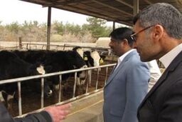 صنعت دامداری در کشور با تحقق اقتصاد مقاومتی شکوفا می شود