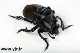 وقتی زباله ها چشم نواز می شوند + عکس