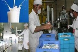 دولت یارانه ندهد، شیر ۳۰درصد گران می شود