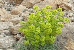 دستگیری تخریب کنندگان پوشش گیاهی منطقه حفاظت شده ورجین