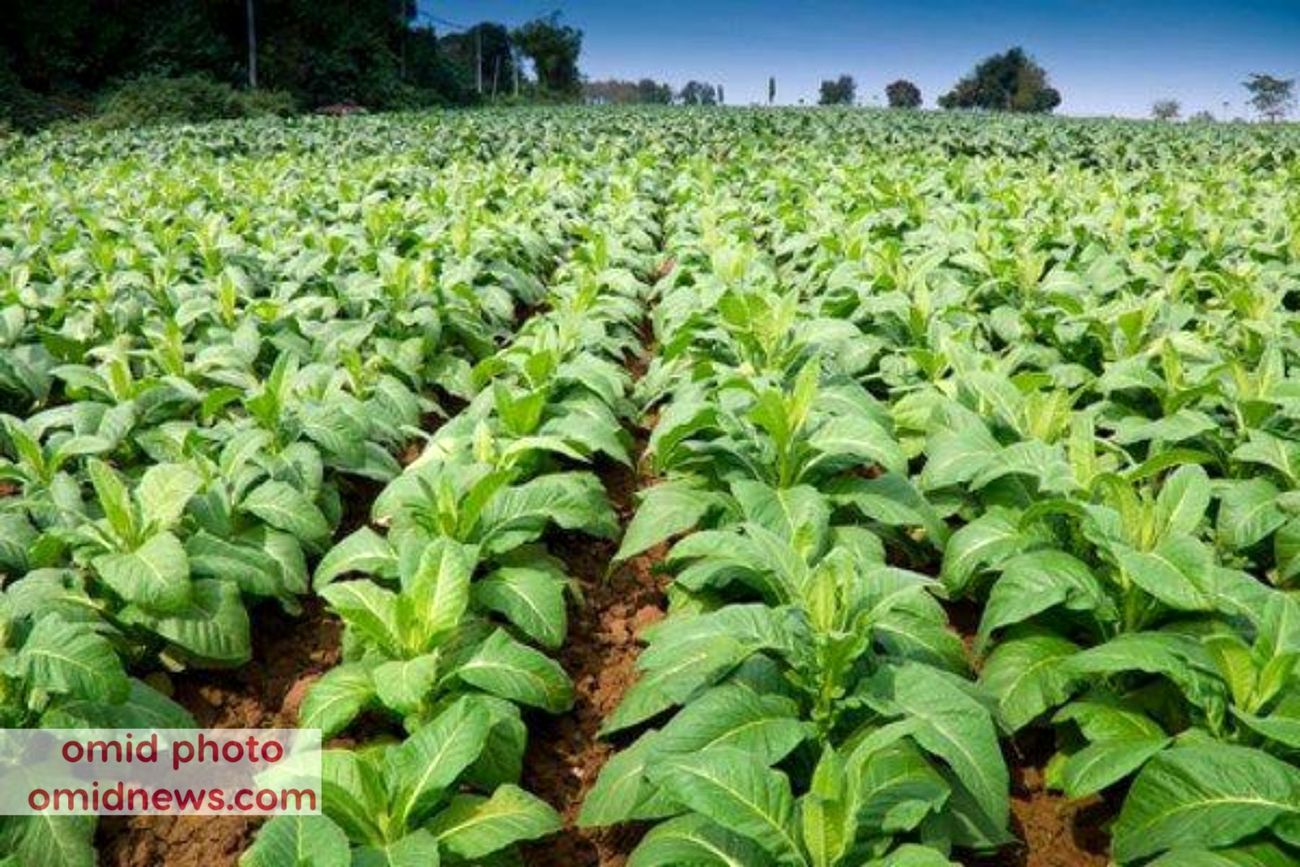 واکسن کرونا با برگ تنباکو ساخته میشود