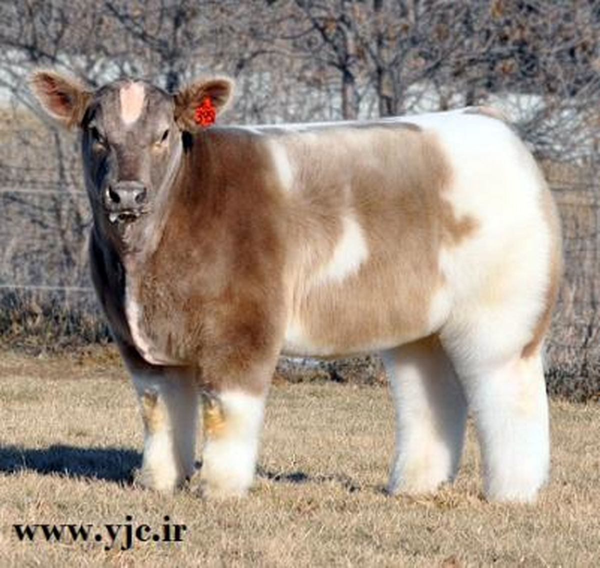 وقتی گاوها تیپ می زنند! + عکس