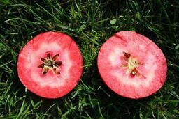 سیب ترشو سیبی که درون آن سرخ است