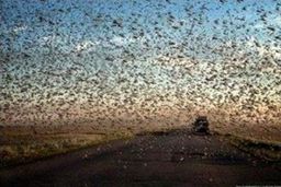 فائو طغیان ملخ دریایی در ایران را ردیابی می کند