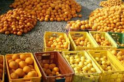 جلسه ویژه با دولت برای بررسی بازار میوه پس از هدفمندی در ۵ اردیبهشت
