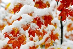 هواشناسی؛ برف و باران در 23 استان/ هشدار نارنجی برای 17 استان