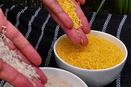 سهم صفر درصدی ایران از بازار جهانی بذر تراریخته