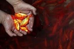کشف و ضبط ۳۰ قطعه ماهی و یک سنجاب زاگرسی در تهران